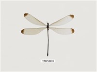 藏品(中華珈蟌南台亞種)的圖片